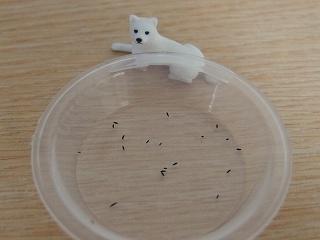 黒いアレ キミドコロ