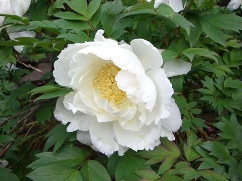 白牡丹 花折々 白牡丹 花折々