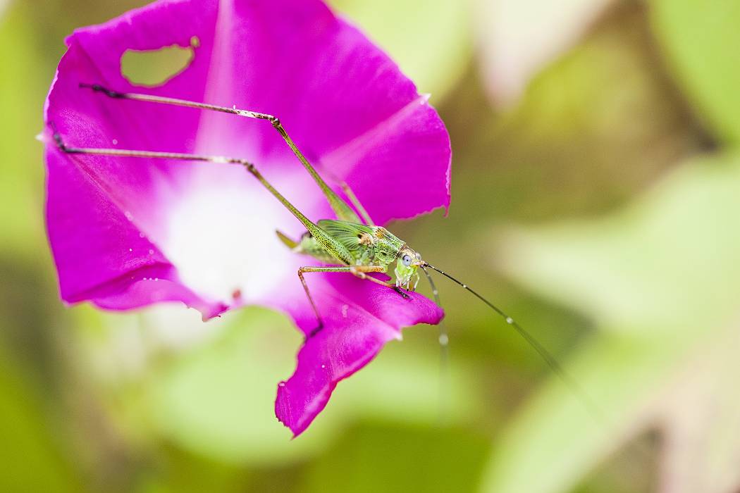 アサガオの花食う虫 デジタルみちのくの風景 アサガオの花食う虫 デジタルみちのくの風景