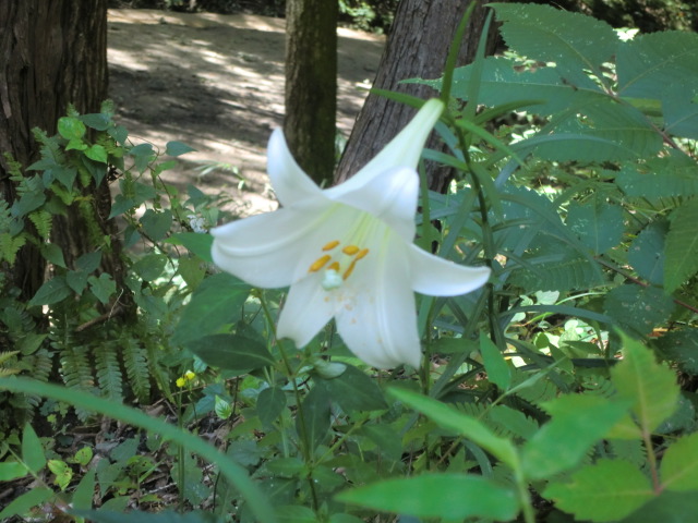 星田園地　星のブランコハイキング_b0044296_15395514.jpg