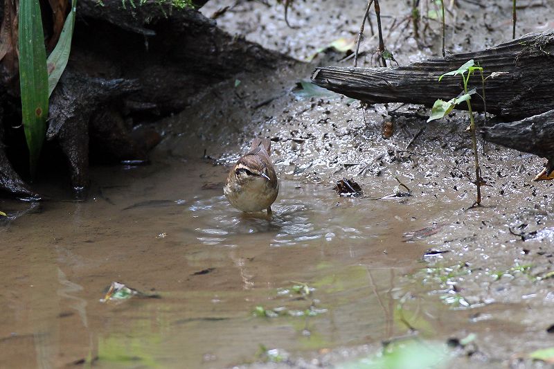 ヤブサメ：水遊び_a0206701_2101979.jpg