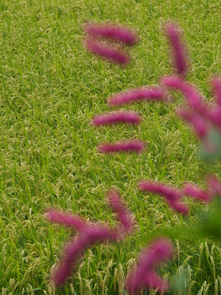 d0001008_10585516.jpg