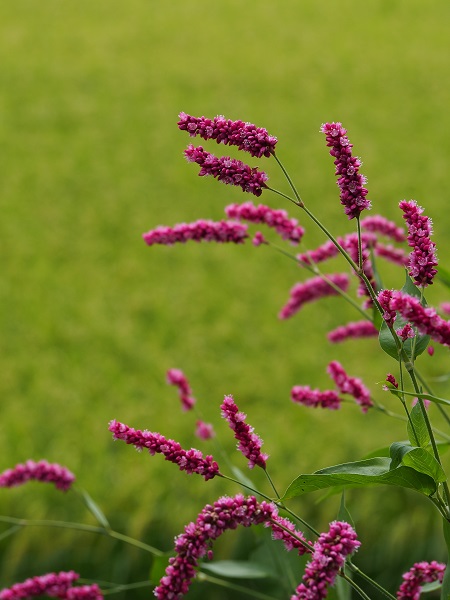 d0001008_10591652.jpg