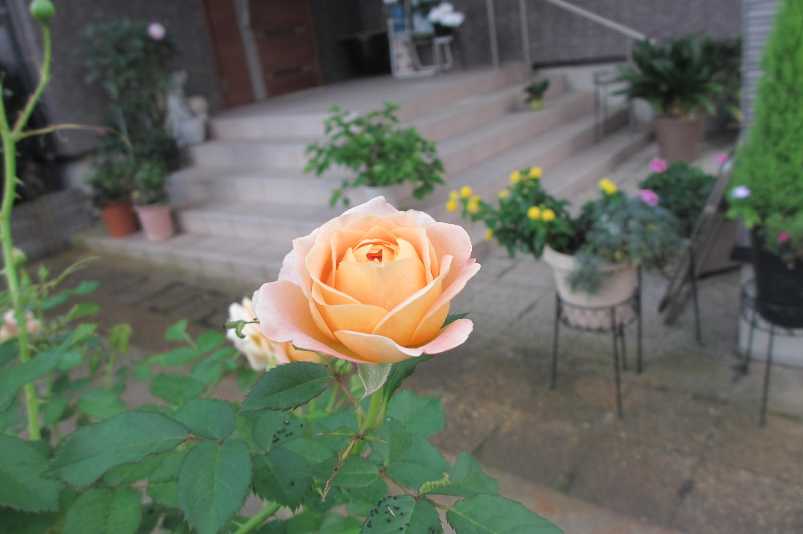 9月初めのウチ庭_f0067514_23151395.jpg
