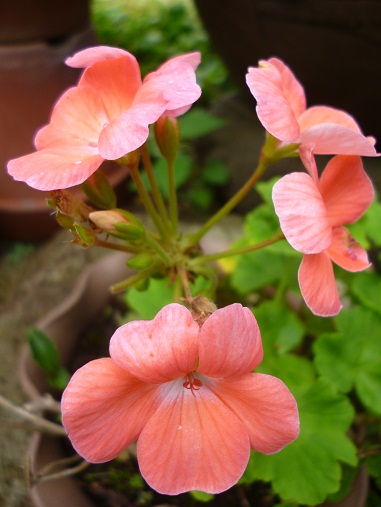 夏の花がまだ咲いています。_c0237432_0492841.jpg