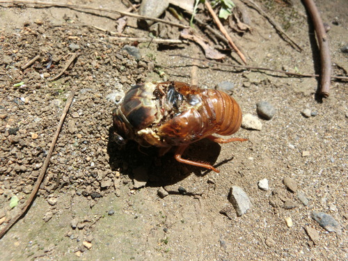 セミの終齢幼虫 羽化あれこれ 虫またぎ