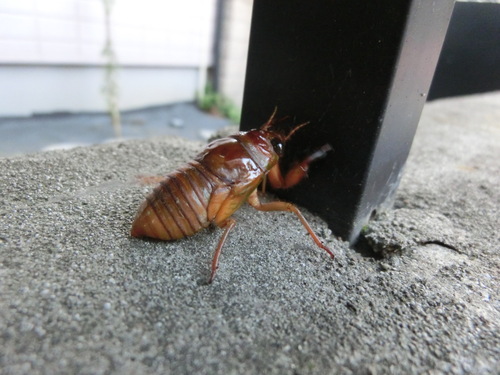 セミの終齢幼虫 羽化あれこれ 虫またぎ