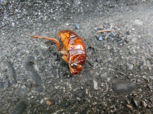 セミの終齢幼虫 羽化あれこれ 虫またぎ