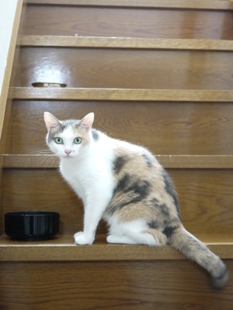 猫のお友だち イーラちゃんいなりちゃん編。_a0143140_13212098.jpg