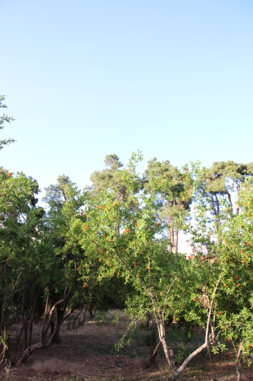 b0084243_00255249.jpg