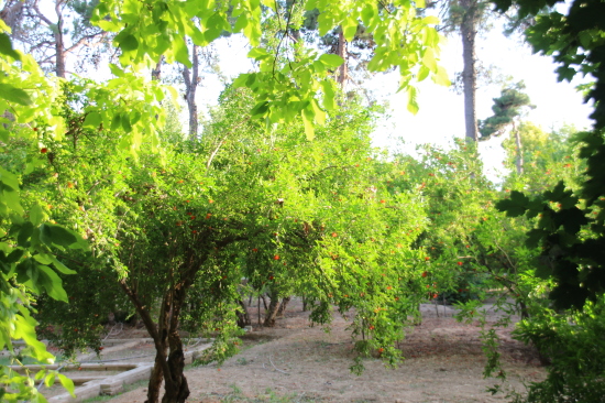 b0084243_00330352.jpg