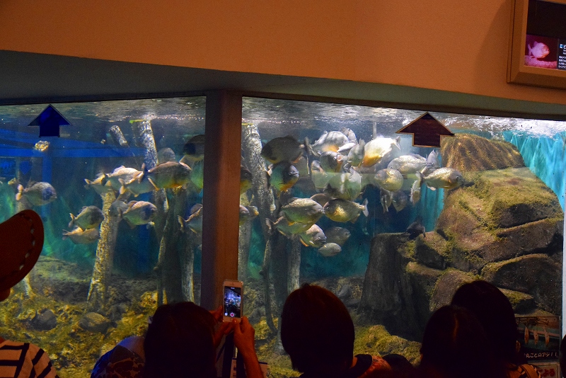 『須磨水族園』①孫との旅行に行ってきました。20140821_e0237645_19483344.jpg