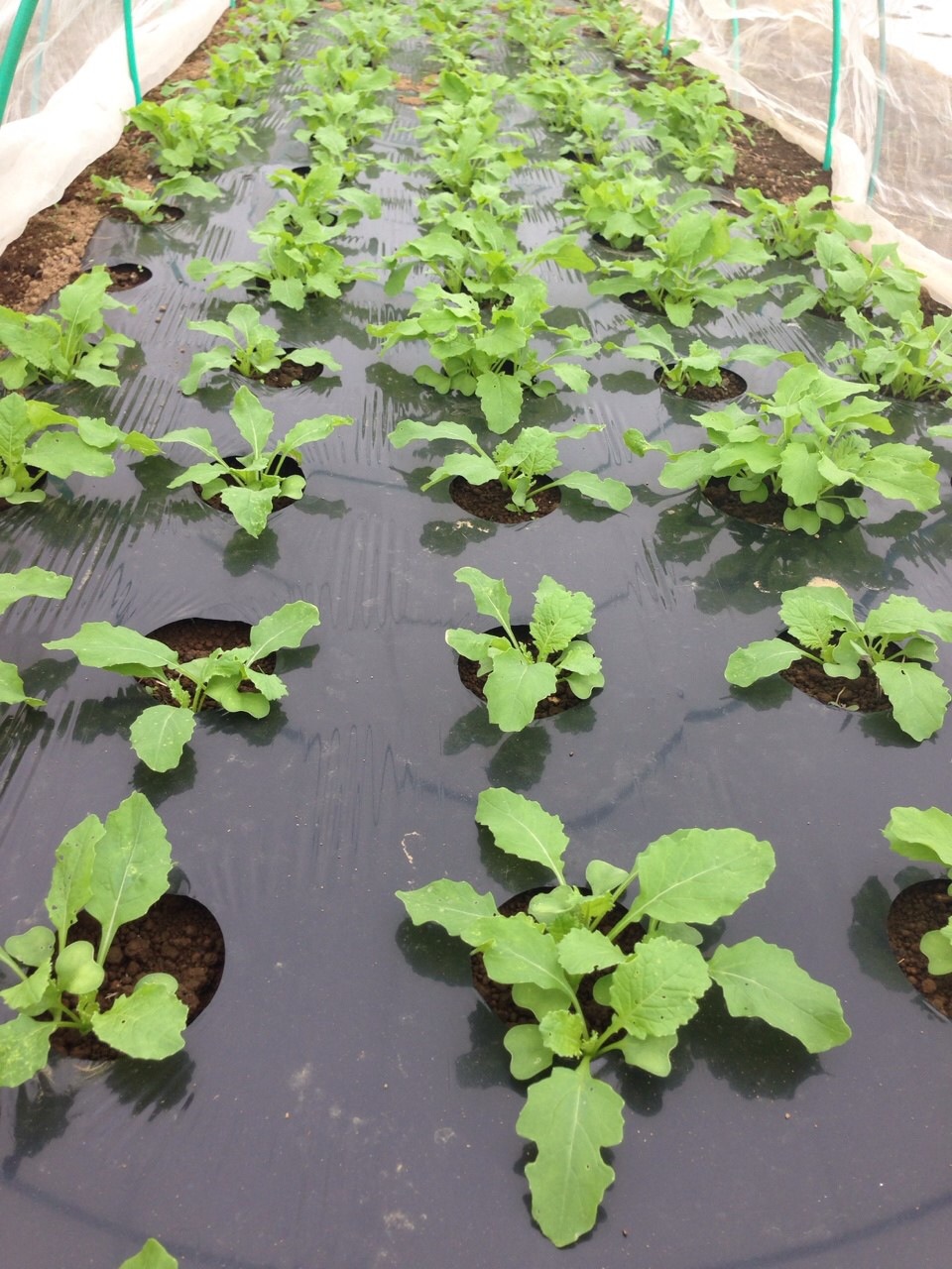 冬野菜　一斉に芽が出ております　まだまだトマトやナスの収穫　レタスの外葉収穫しています_c0222448_14470479.jpg