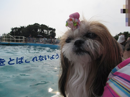 じゅうべえくんと水族館デート♪_e0201748_19424786.jpg