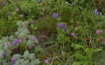 a0044453_1612565.gif