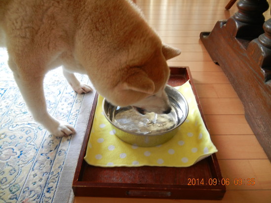 ’14,9,6(土)愛ちゃんとこころちゃんの姉妹愛!_f0060461_10491058.jpg