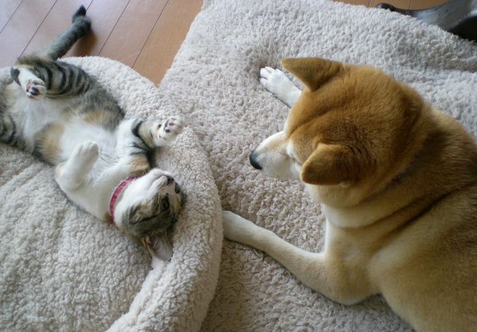 ’14,9,6(土)愛ちゃんとこころちゃんの姉妹愛!_f0060461_11534480.jpg