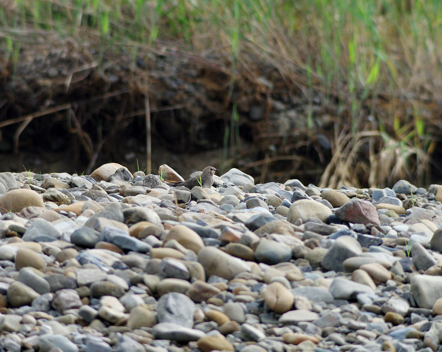 ツバメチドリ ぶらり自然散歩