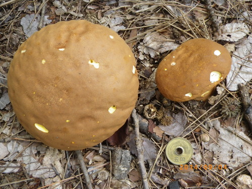 ノウ タケ_e0290580_12165610.jpg