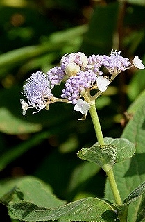 c0229483_11164490.jpg
