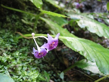 岩湧寺から岩湧山へ　2010_c0229483_19165534.jpg