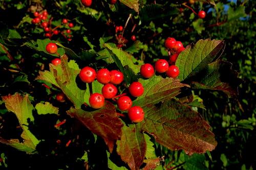 e0304001_1223305.jpg