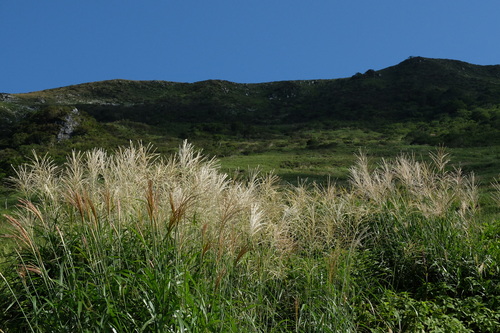 晩夏の伊吹山②～八合目_e0304001_12451156.jpg