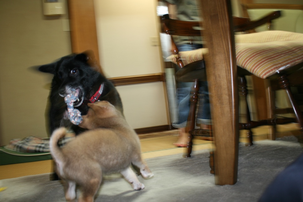 レア&キアヌ&マウ 新生活スタート!_f0242002_239760.jpg
