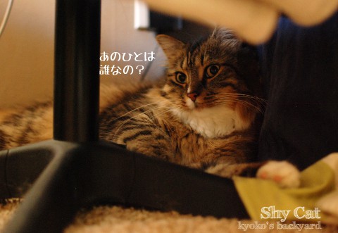 内弁慶のBailey_b0253205_03271432.jpg