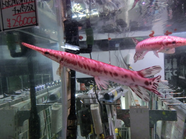2014年熱帯魚入荷情報!Vol.24 TOKYO遠征便_b0141806_13415888.jpg