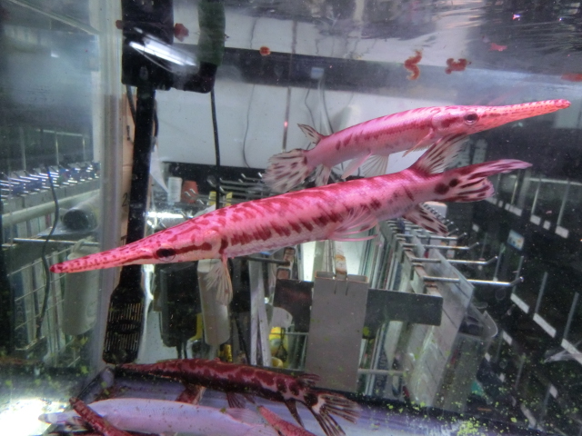 2014年熱帯魚入荷情報!Vol.24 TOKYO遠征便_b0141806_13421766.jpg