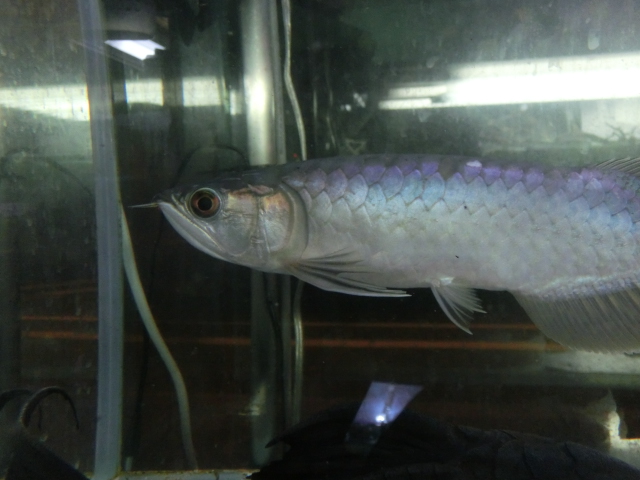 2014年熱帯魚入荷情報!Vol.24 TOKYO遠征便_b0141806_19435721.jpg