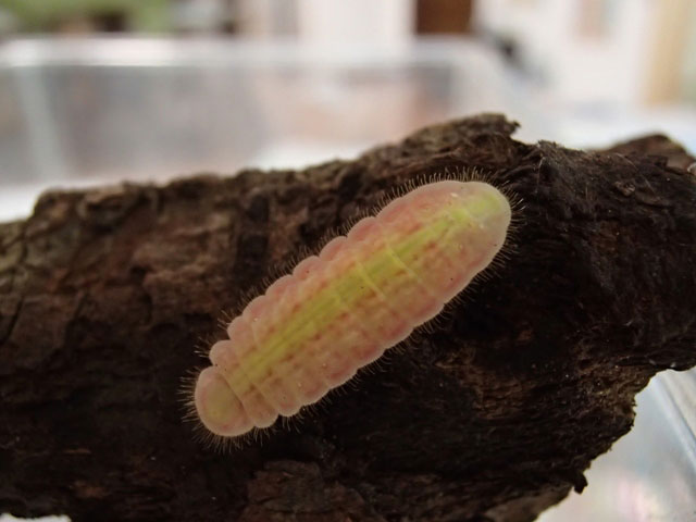 ドングリの木の幹で見つけました 昆虫ブログ むし探検広場