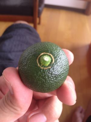 へべすの状況報告_a0300410_2245833.jpg