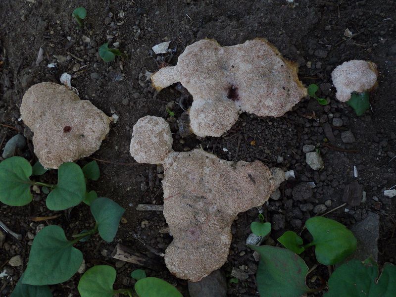 偶然か大発見か: 十五夜イブの粘菌出現_c0025115_21114314.jpg