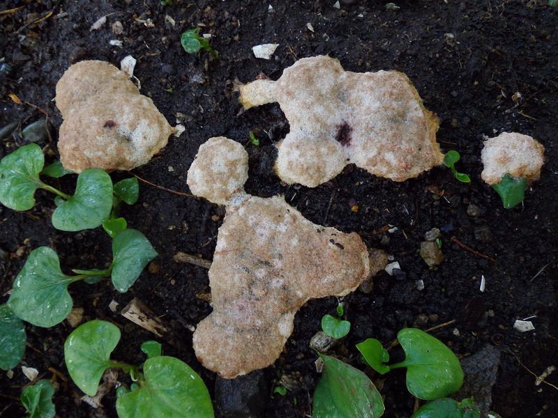 偶然か大発見か: 十五夜イブの粘菌出現_c0025115_21175733.jpg