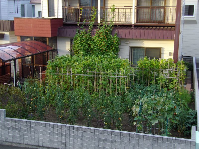 偶然か大発見か: 十五夜イブの粘菌出現_c0025115_21295649.jpg