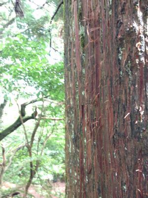 大山阿夫利神社のご利益_e0172219_4182742.jpg