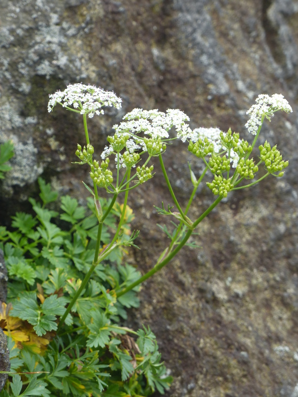 峠の茶屋～牛ヶ首～南月山の山野草　　part①_a0288621_23110981.jpg