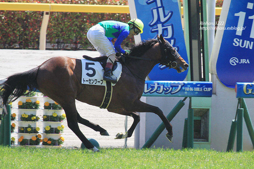 2014.5.11 東京競馬場☆トーセンワープ【Thoroughbred】_f0250322_16311997.jpg