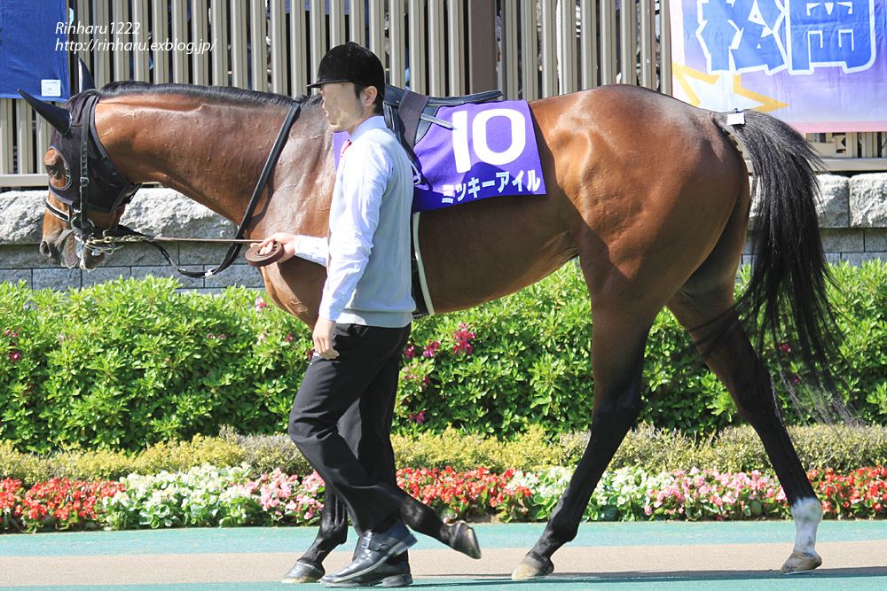 2014.5.11 東京競馬場☆ミッキーアイル【Thoroughbred】_f0250322_1938185.jpg