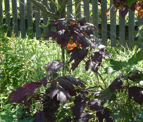 c0107129_2156334.jpg