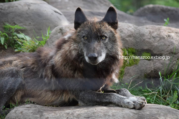 旭山のオオカミファミリー 今日ものんびり動物園