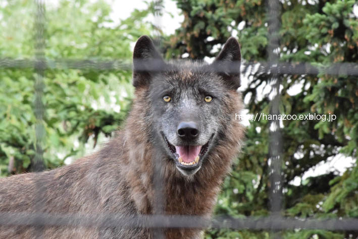 旭山動物園 2021年3月28日のシンリンオオカミ一家 | yokoのブログ
