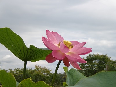 鶴の湯温泉にて_d0289139_18380481.jpg