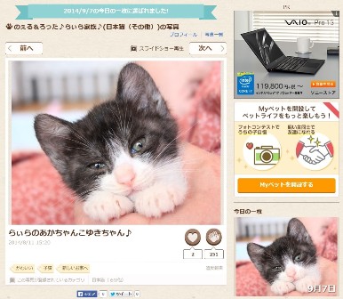 Yahoo!ペット今日の一枚猫 こゅき編。_a0143140_2203931.jpg