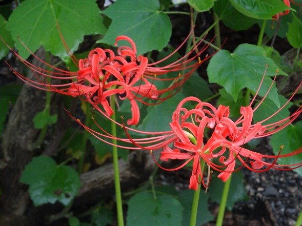 妙蓮寺の芙蓉_b0299042_12245025.jpg