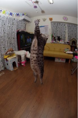 重量級が跳ぶ！_a0028451_22324332.jpg
