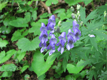 a0044453_1015635.gif