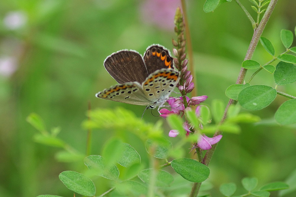 ２０１４．９．３　栃木県・鬼怒川河川敷　（２） ミヤマシジミ　　　２０１４．９．７ （記）_a0181059_21302795.jpg